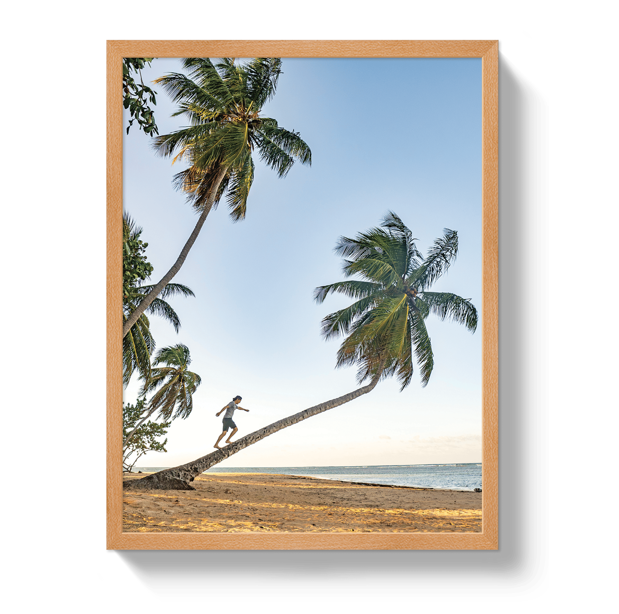 Johnny Vacay Oak / 11x14 / Full Bleed Palm Walk