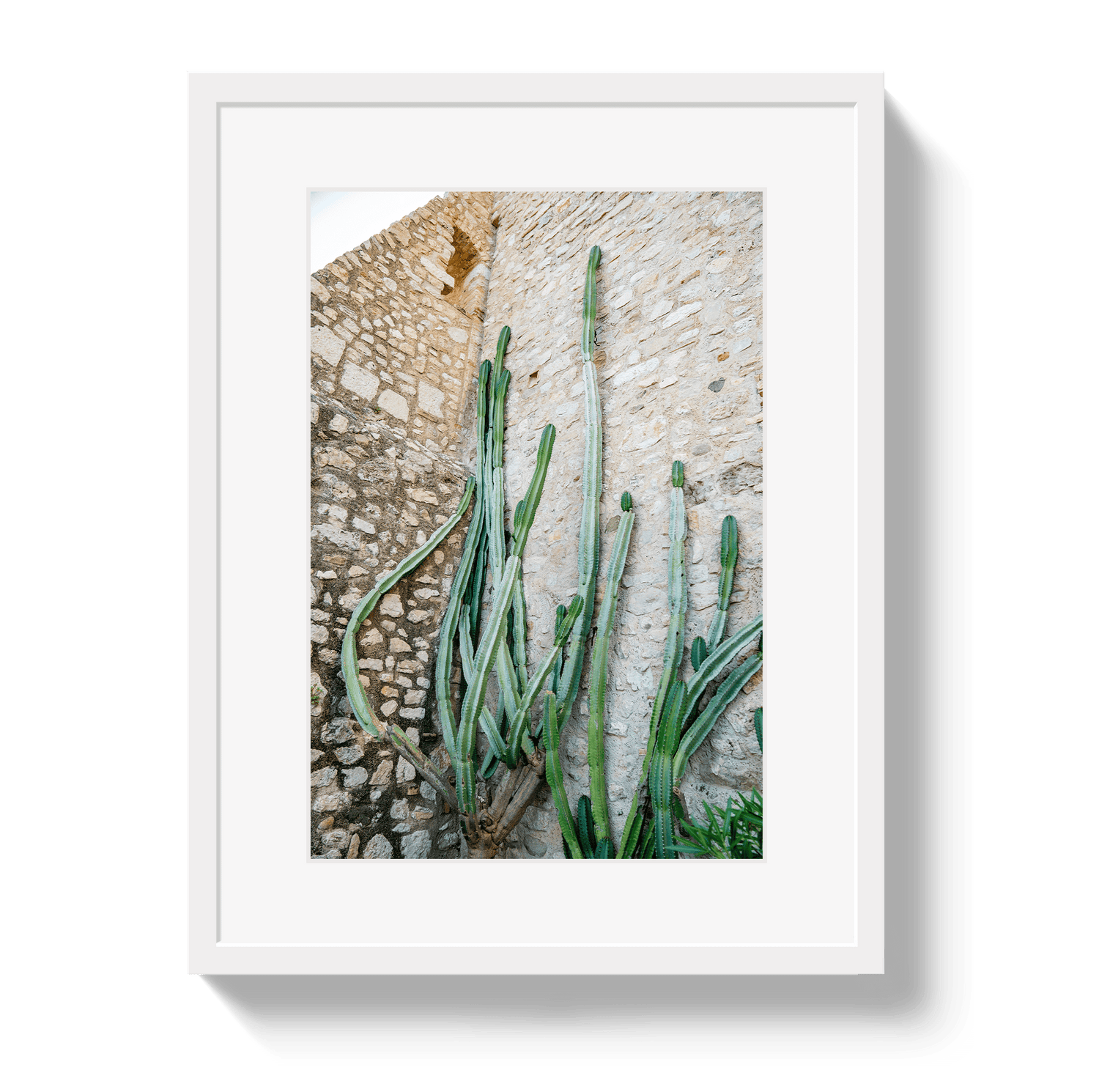 Johnny Vacay White / 11x14 / Border Cactus Capri