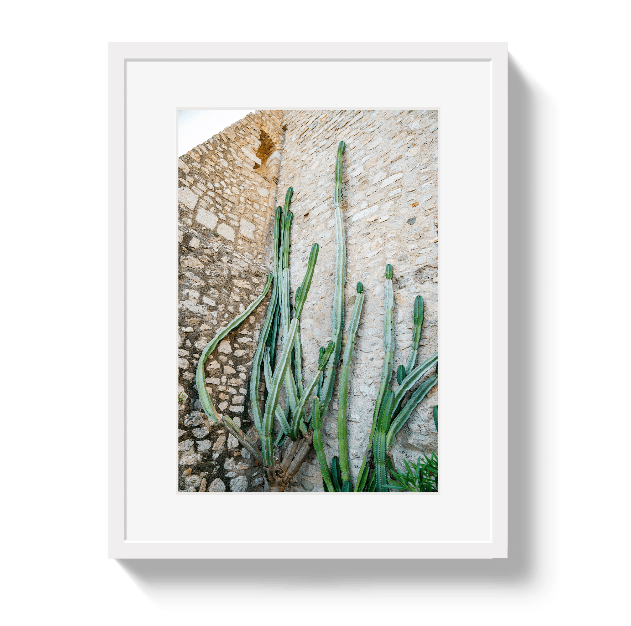 Johnny Vacay White / 11x14 / Border Cactus Capri