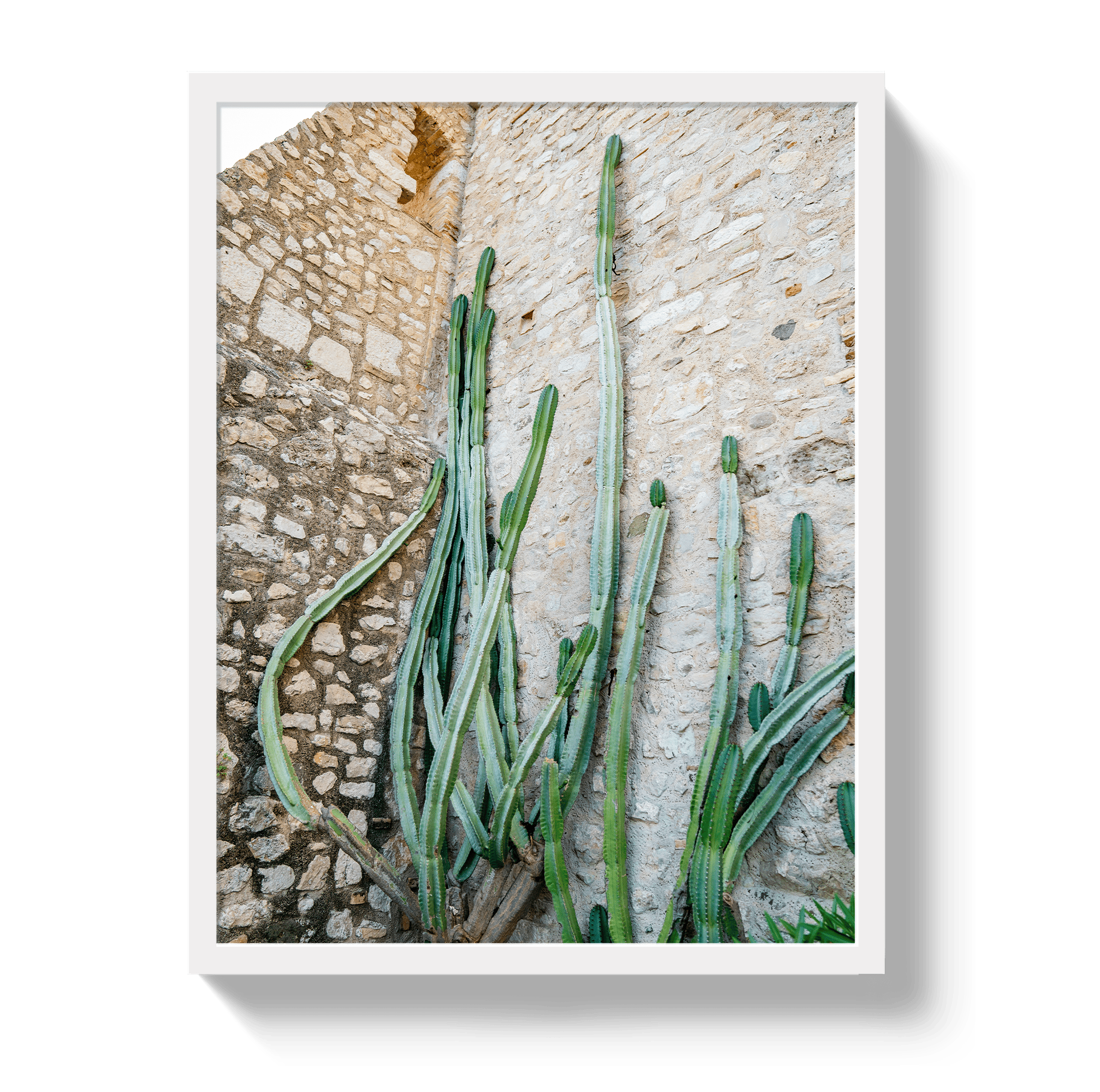 Johnny Vacay White / 11x14 / Full Bleed Cactus Capri