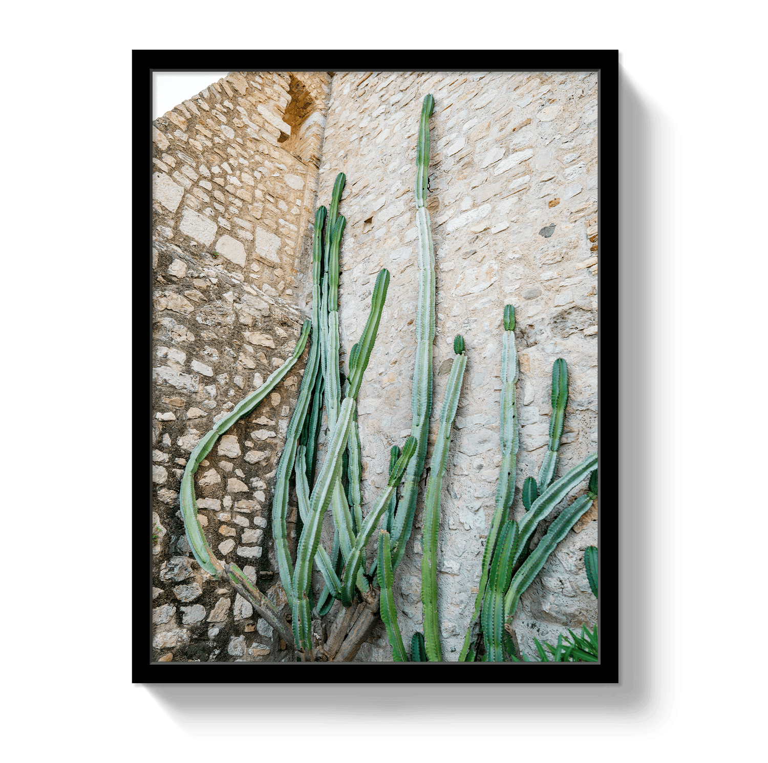 Johnny Vacay Black / 11x14 / Full Bleed Cactus Capri