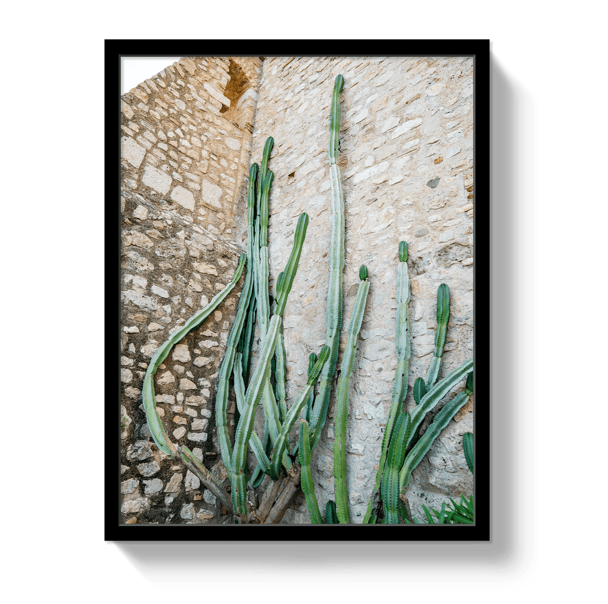 Johnny Vacay Black / 11x14 / Full Bleed Cactus Capri