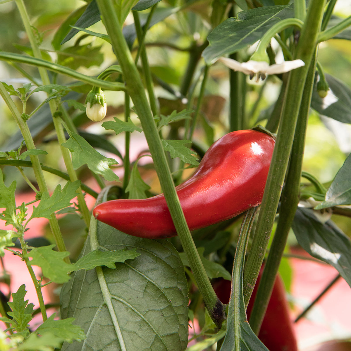 Fresno &amp; Thai Spicy Chili Jam