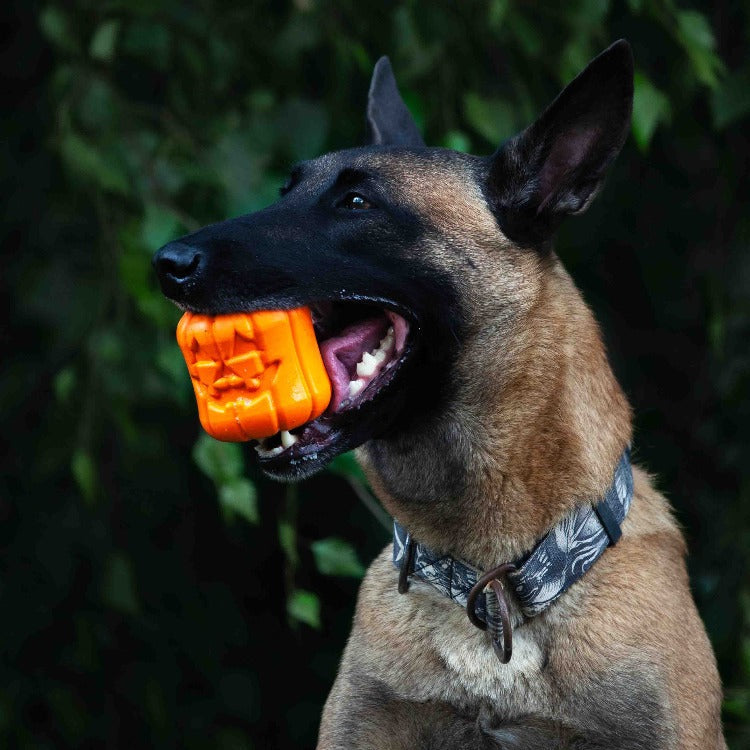 Jack O&