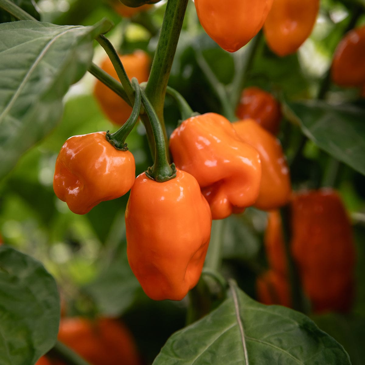 Blake Hill Preserves jam Mango Habanero