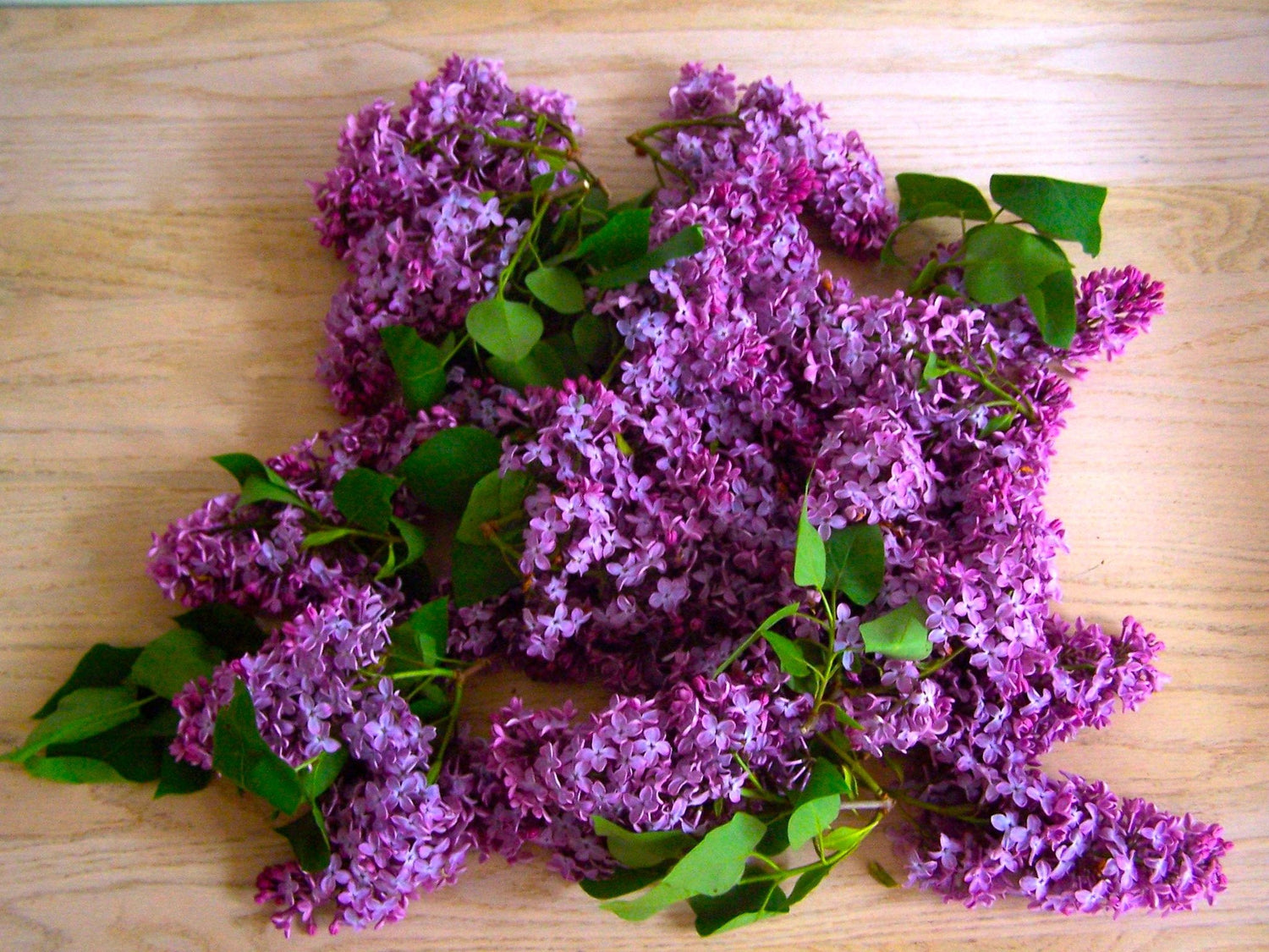 Lilac Lip Balm - My American Goods