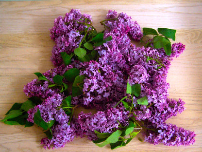 Lilac Lip Balm - My American Goods