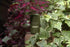 Sidebalm Bug Repellent Sidebalm Outside Balm | DEET-Free Outdoor Balm