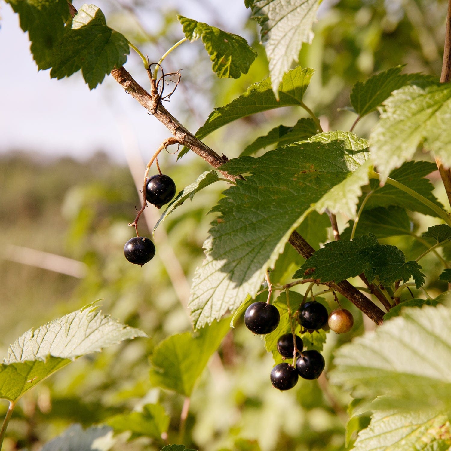 Blake Hill Preserves jam Black Currant with Wild Mint Jam