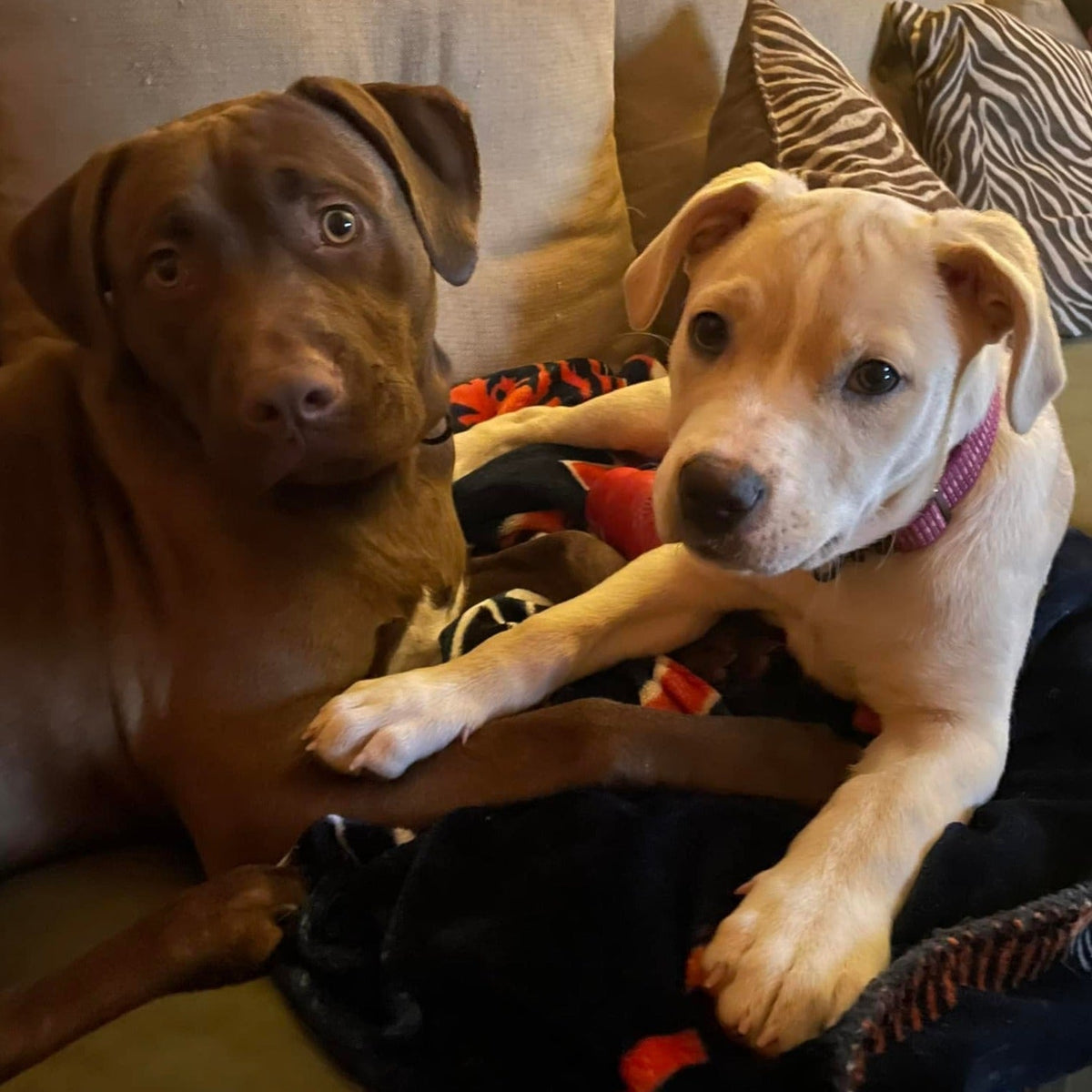 Doggie Shampoo - Rex &amp; Regina