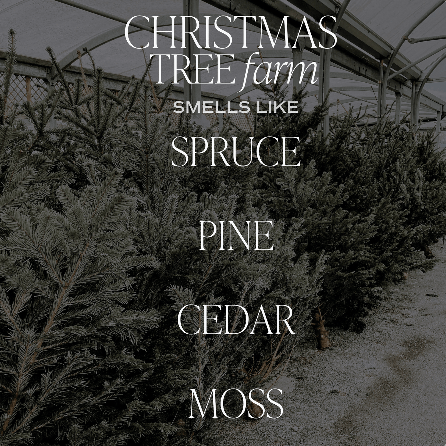 Christmas Tree Farm Soy Candle - Green Matte Jar - 15 oz - My American Goods