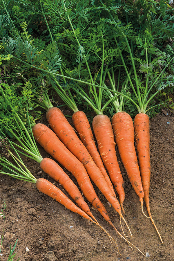 Danvers Carrot Seeds