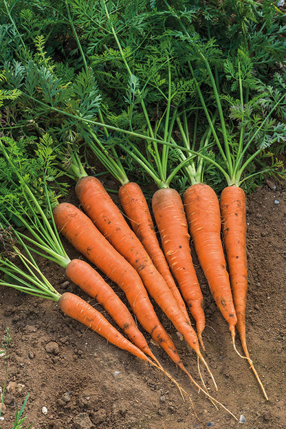 Danvers Carrot Seeds