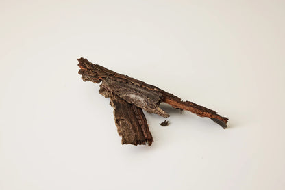 Deep Magic Hair + Scalp Serum | 2 oz