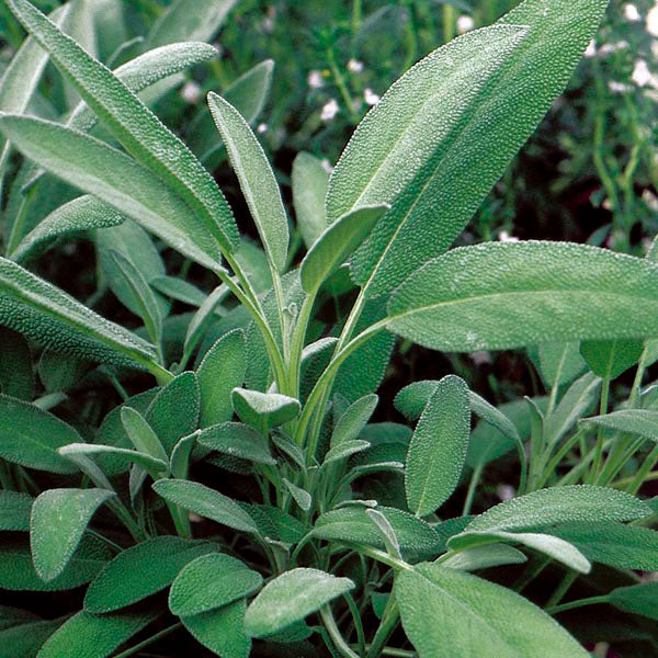 Broadleaf Sage Seeds