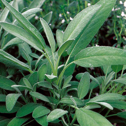 Broadleaf Sage Seeds