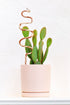 Ceramic Plant Snake Stake - My American Goods
