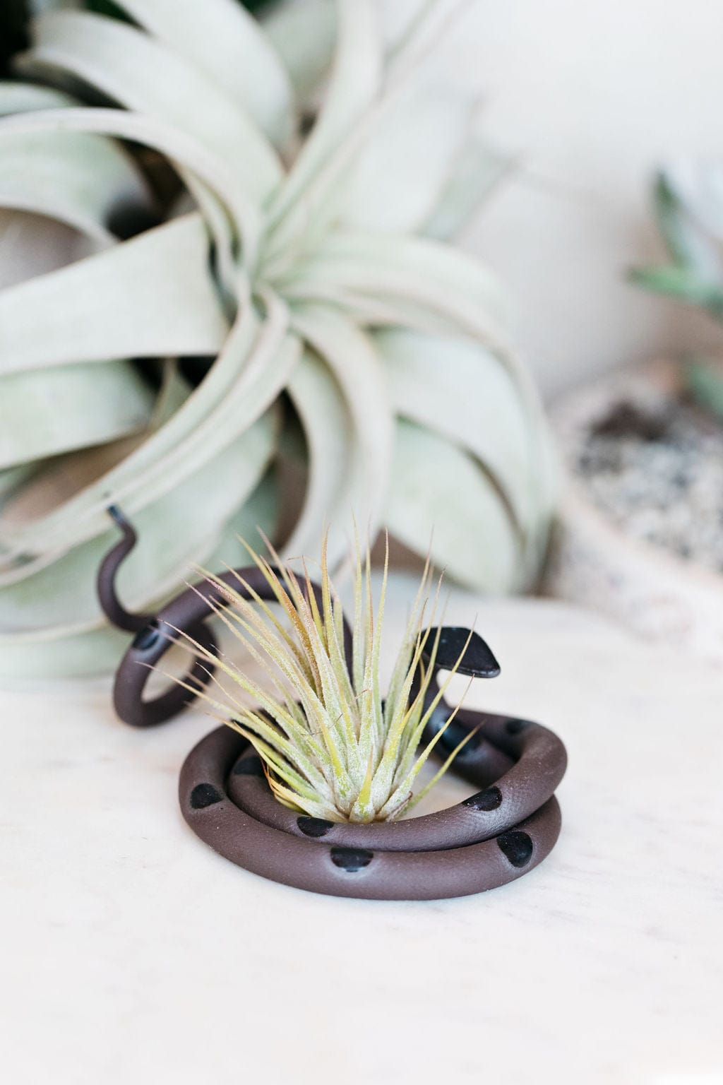 Carter + Rose Saul / With plant Medium Ceramic Snake