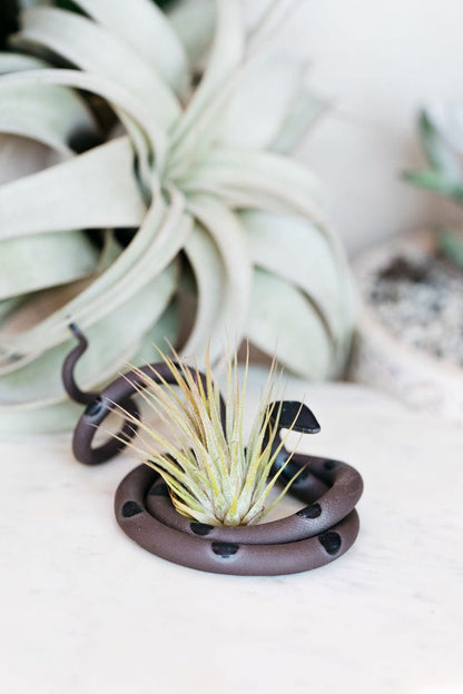 Carter + Rose Saul / With plant Medium Ceramic Snake