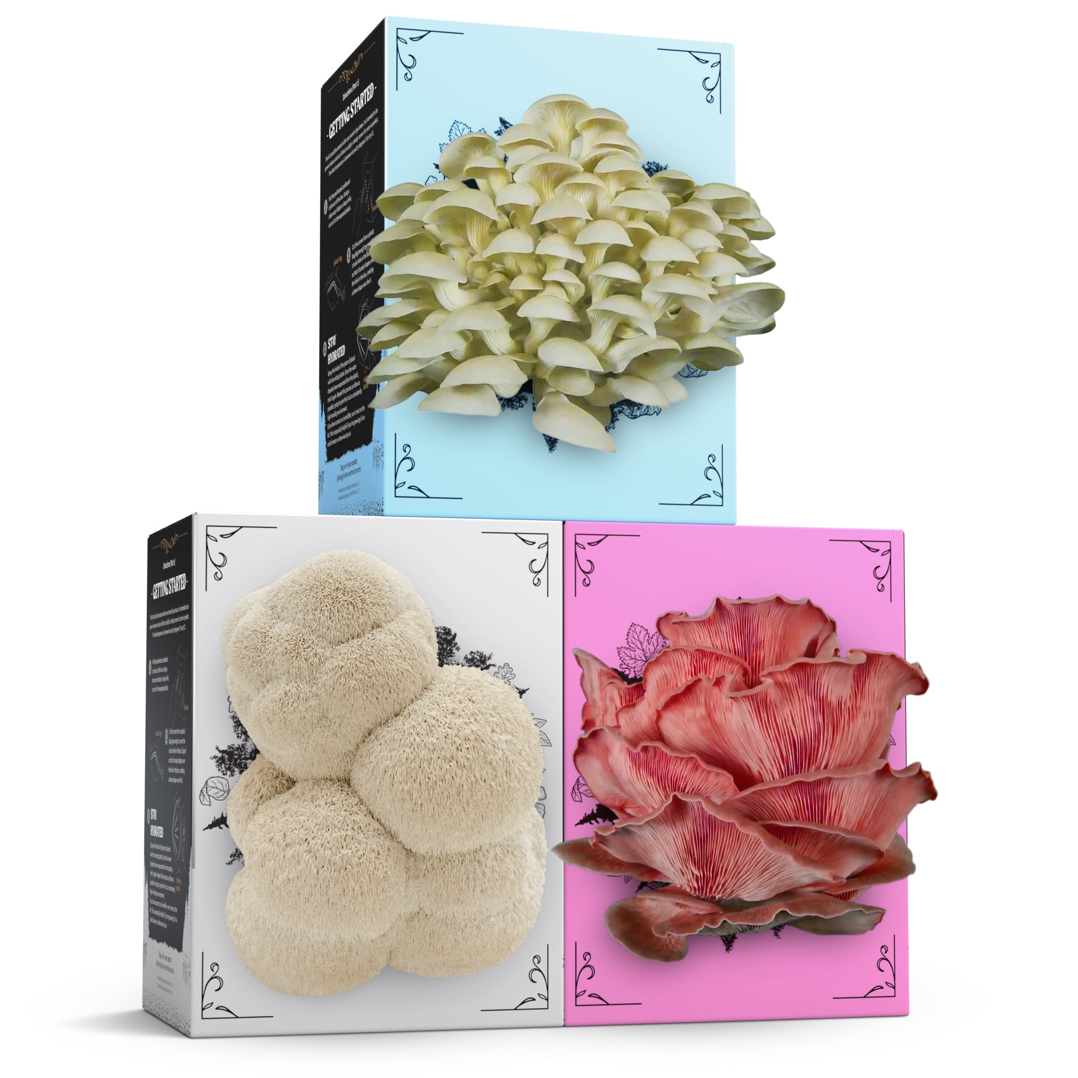 3-Pack of Organic Mushroom Grow Kits - My American Goods