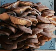 Organic Oyster Mushroom Grow Kit - My American Goods