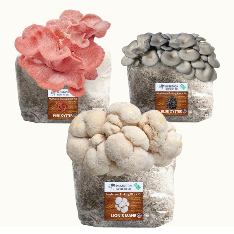 Mushroom Grow Kit Co. 3 Pack - Premium Lion's Mane, Pink, and Blue Oyster Mushroom Fruiting Block Grow Kits - 15 LBS