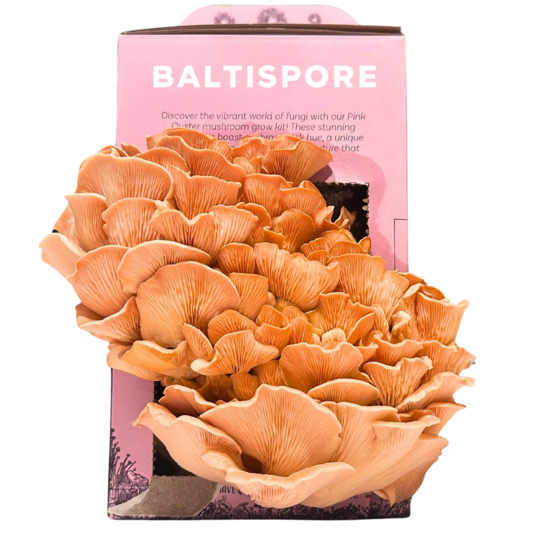 Pink Oyster “Ready-To-Fruit” Mushroom Grow Kit - My American Goods