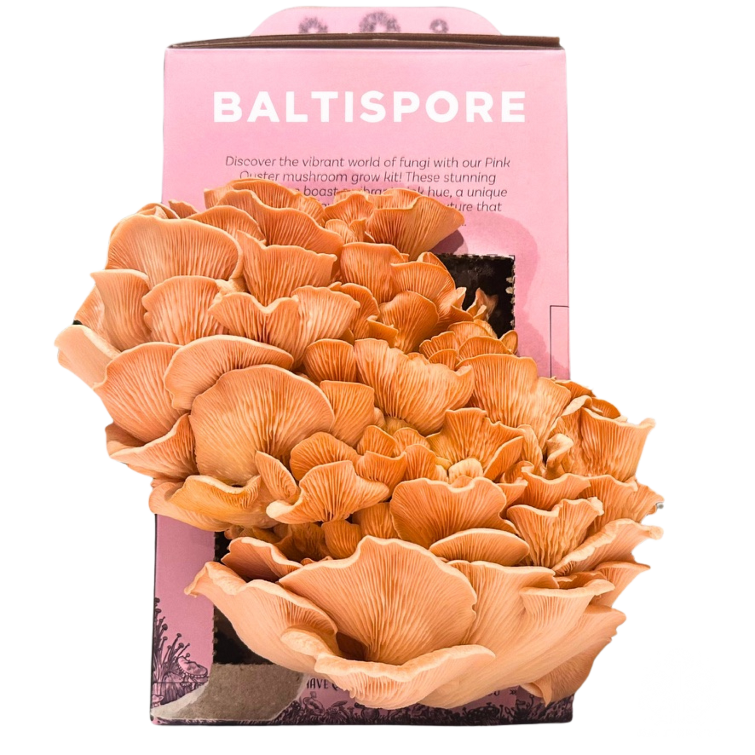 Pink Oyster “Ready-To-Fruit” Mushroom Grow Kit - My American Goods