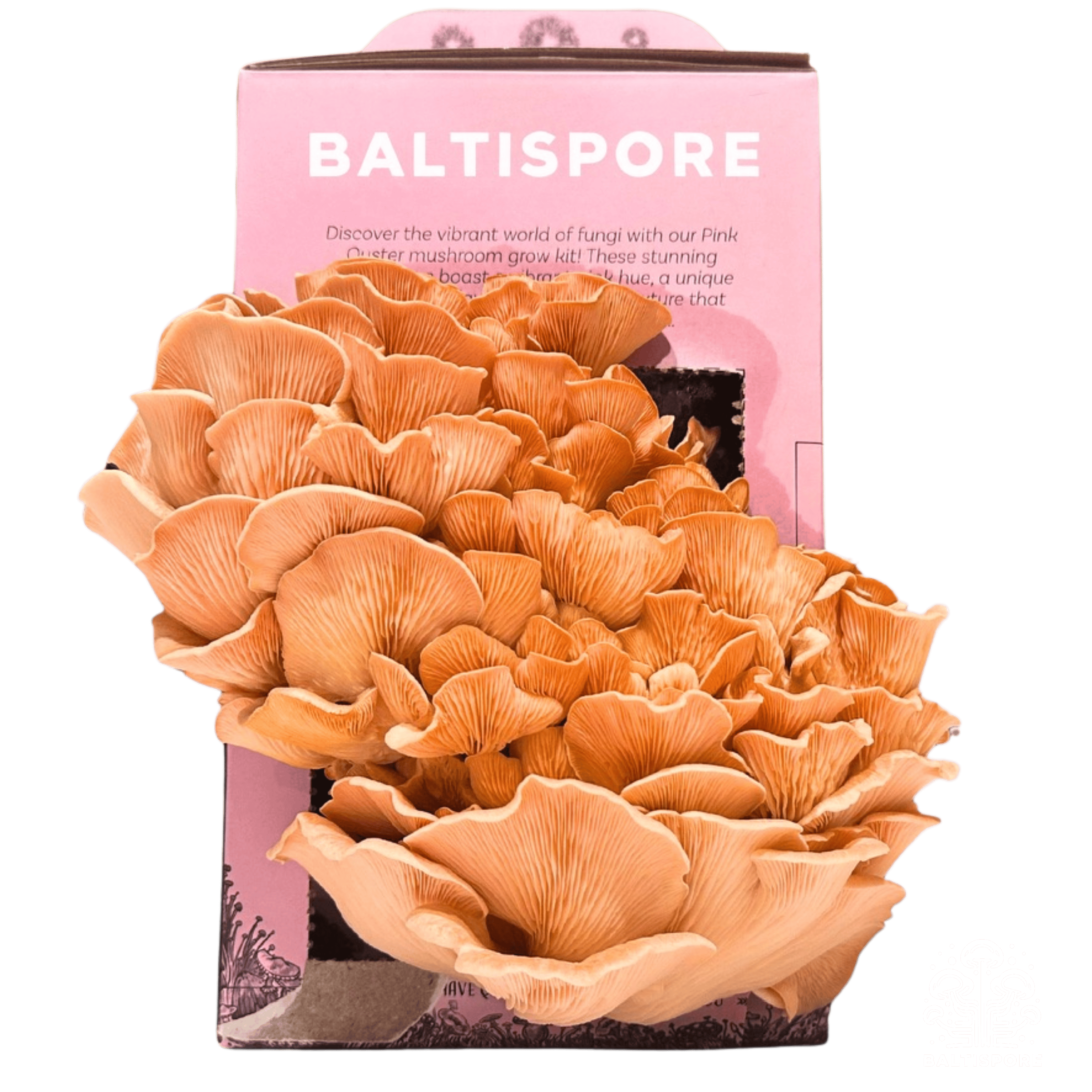 BaltiSpore Pink Oyster “Ready-To-Fruit” Mushroom Grow Kit