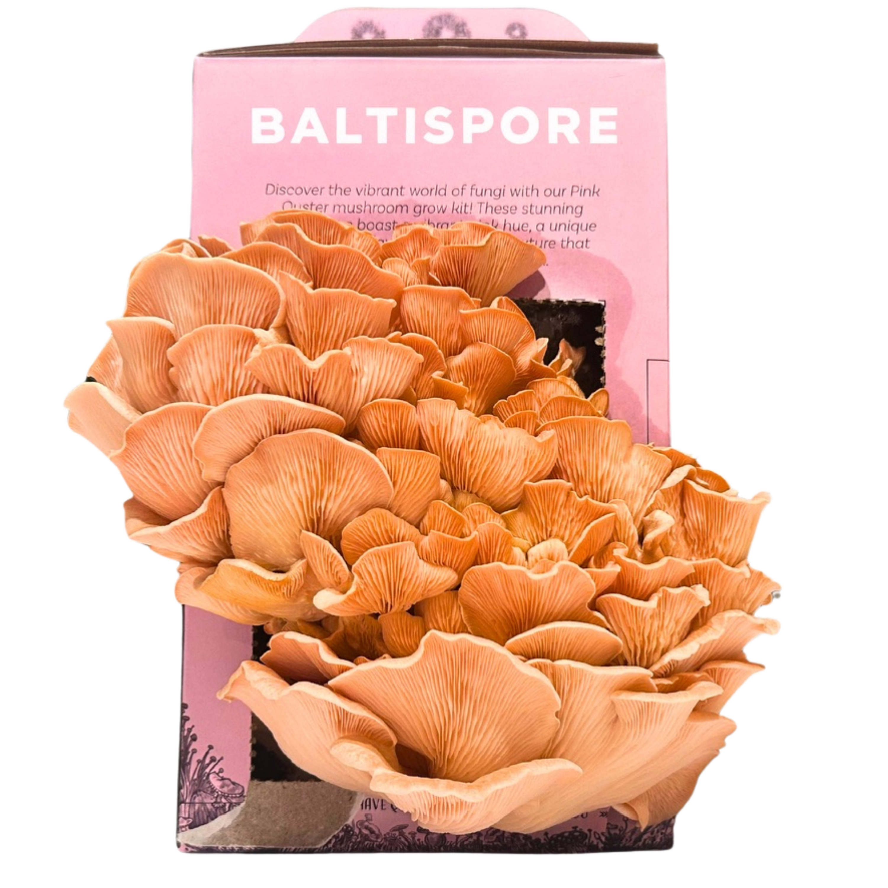 Pink Oyster “Ready-To-Fruit” Mushroom Grow Kit - My American Goods