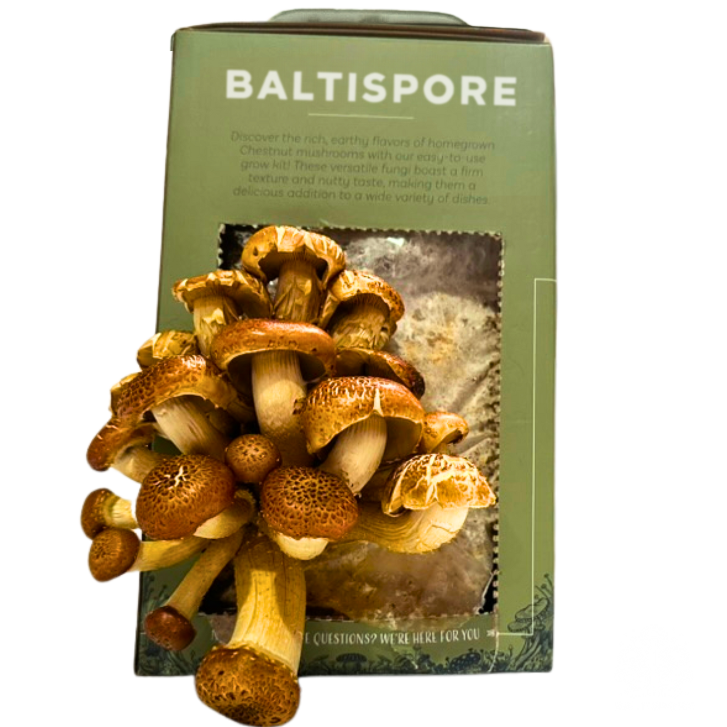 Chestnut “Ready-To-Fruit” Mushroom Grow Kit - My American Goods