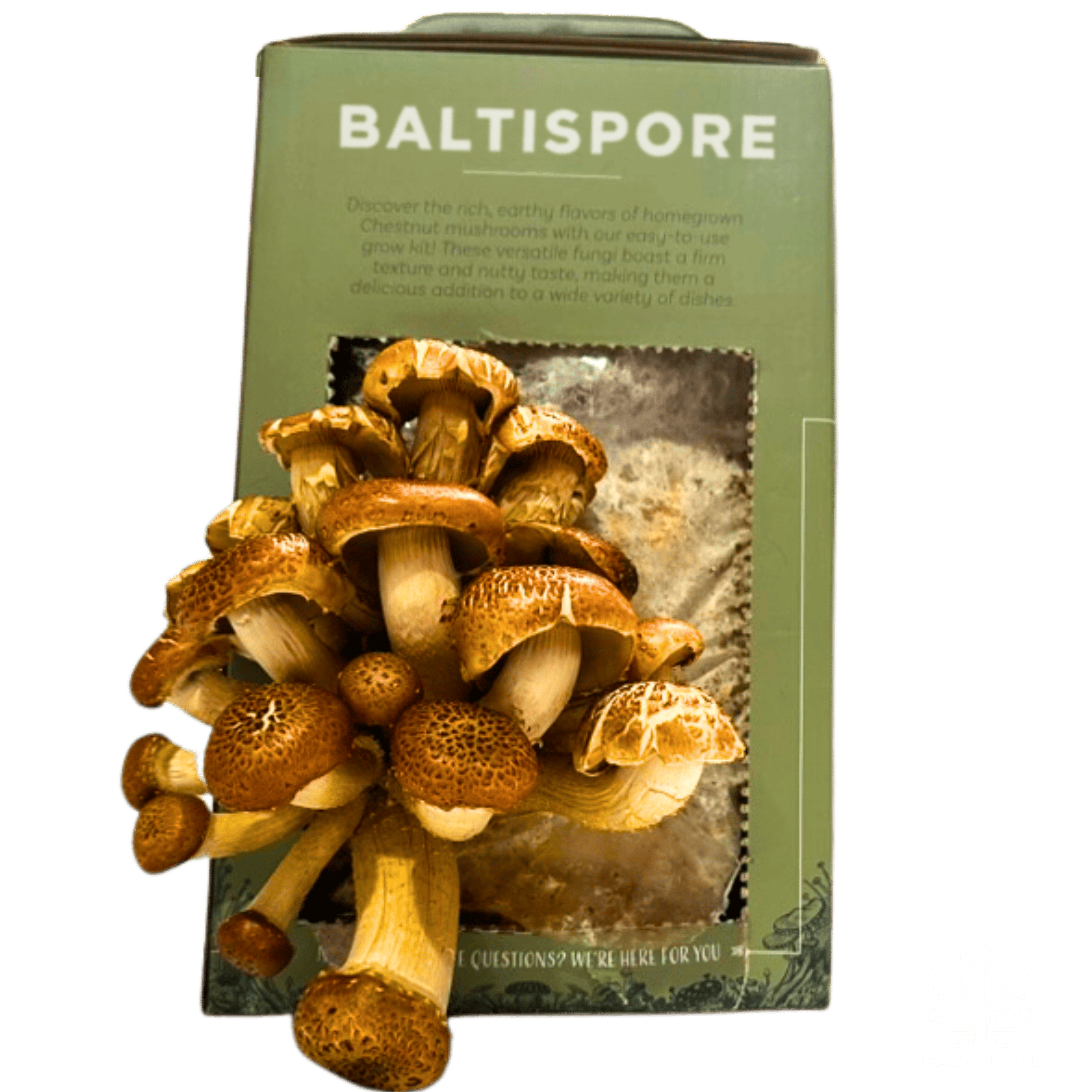 BaltiSpore Chestnut “Ready-To-Fruit” Mushroom Grow Kit