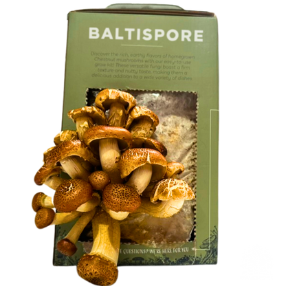 Chestnut “Ready-To-Fruit” Mushroom Grow Kit - My American Goods