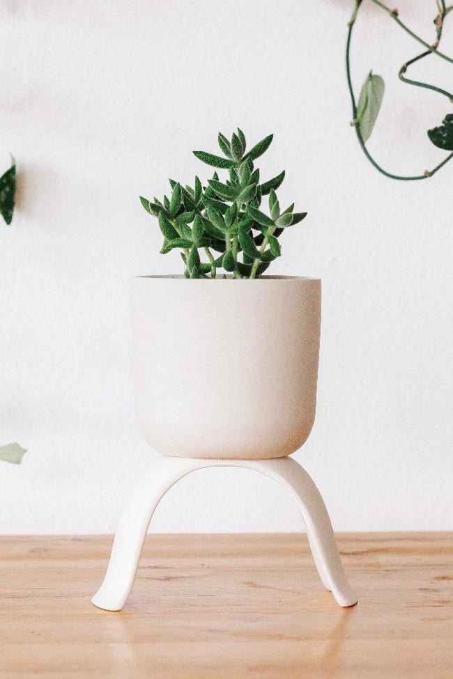 Carter + Rose Home &amp; Garden Small Classic Ceramic Footed Plant Pots