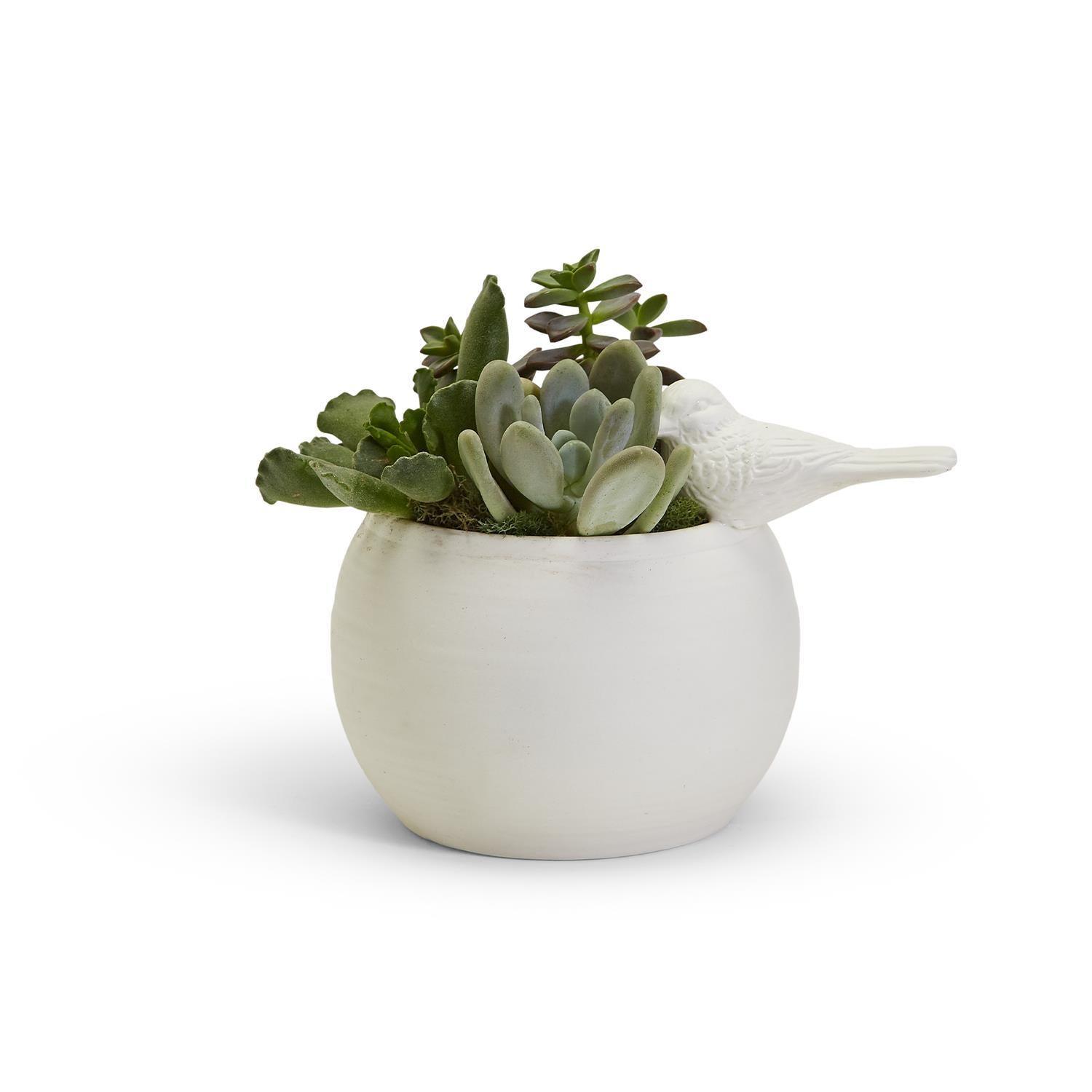 Gia Roma Sitting Pretty Vase