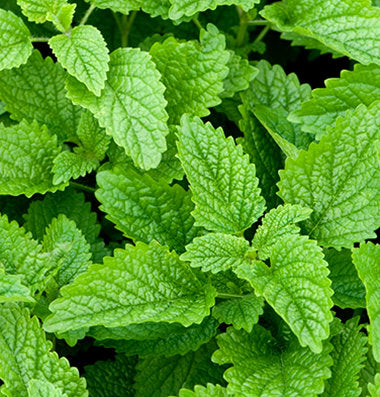 Lemon Balm Seeds