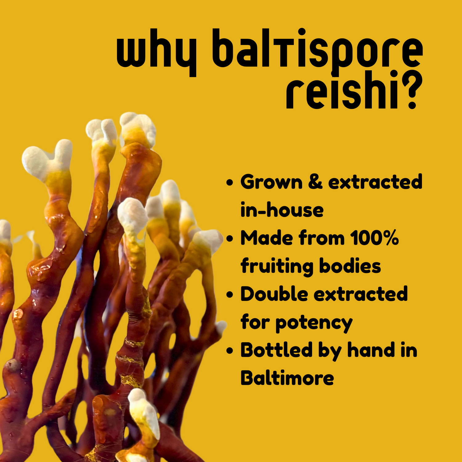 Reishi Mushroom Tincture - My American Goods