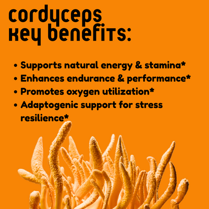 Cordyceps Mushroom Tincture - My American Goods
