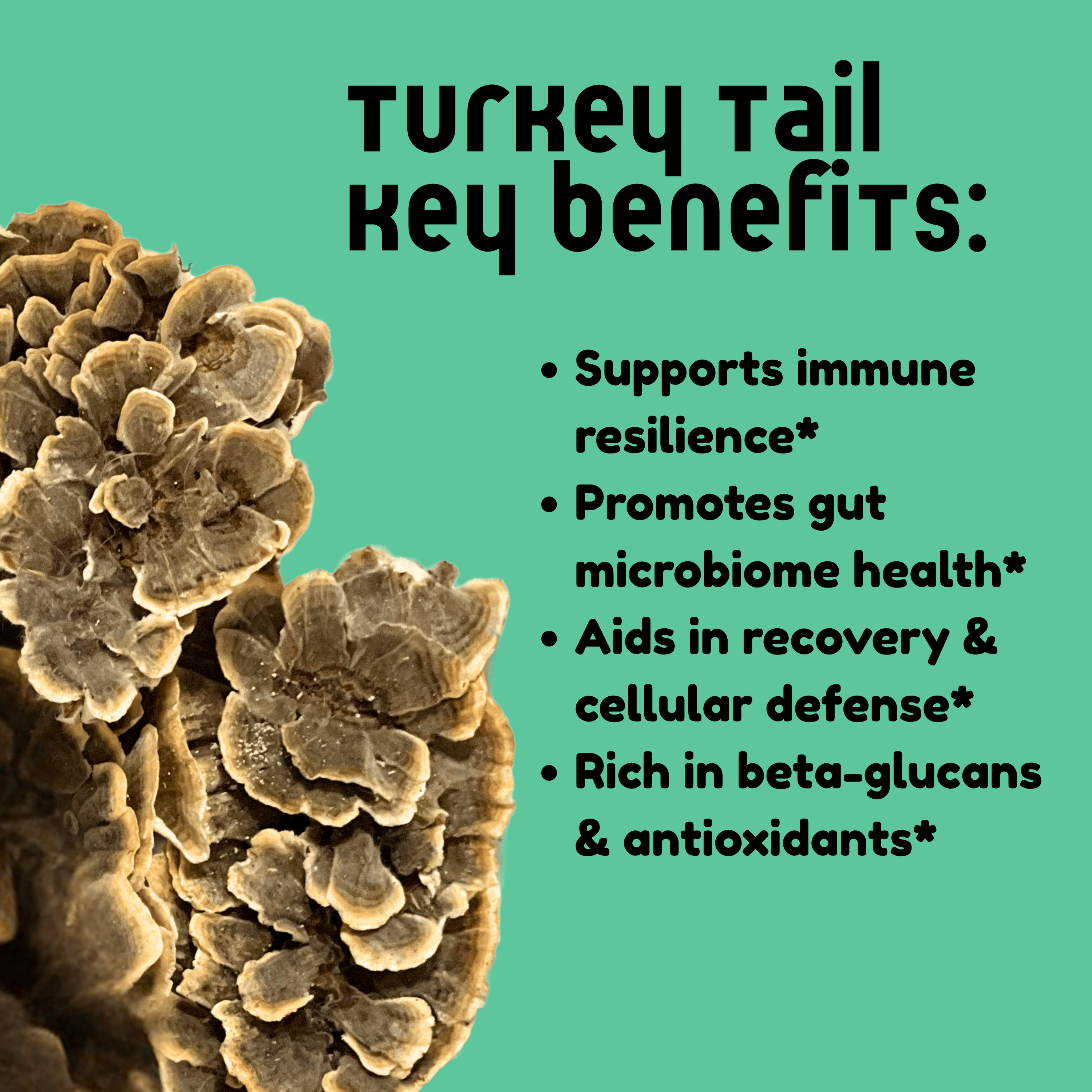 BaltiSpore Tincture Turkey Tail Mushroom Tincture