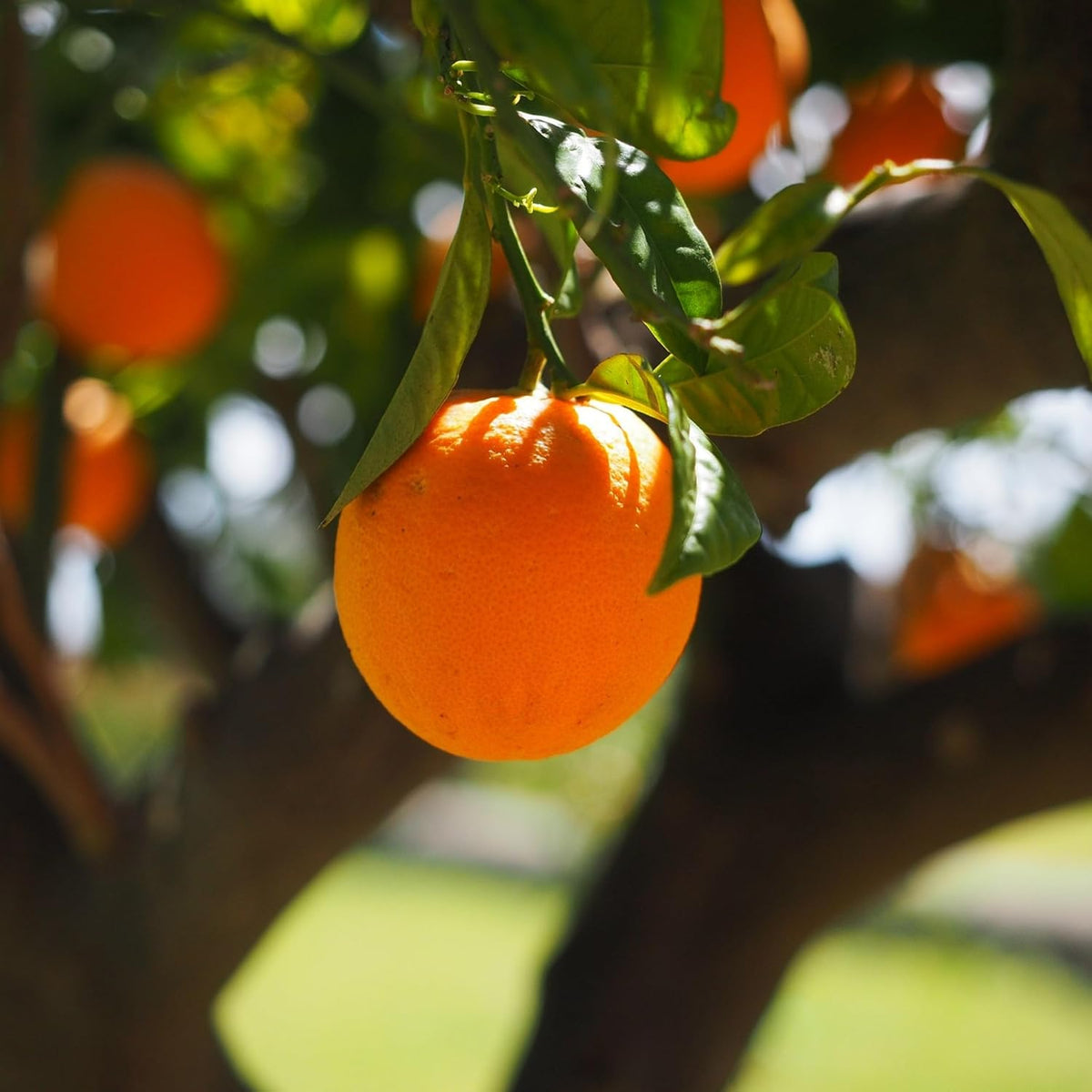 Citrus &amp; Honey Tallow Balm
