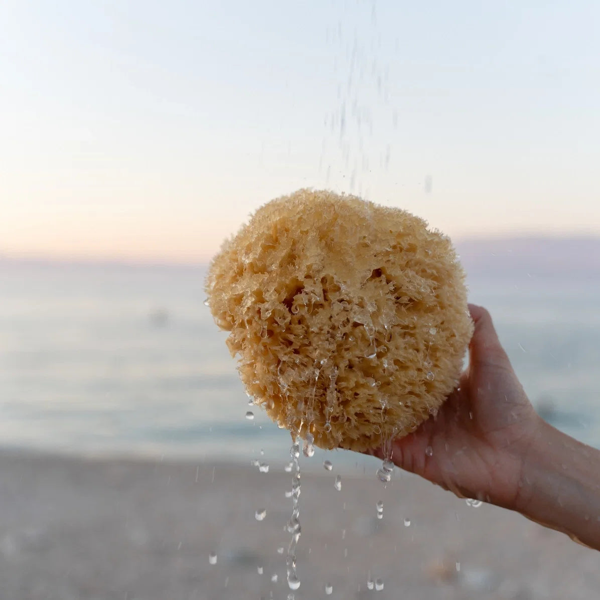 Sea Sponge - All Natural