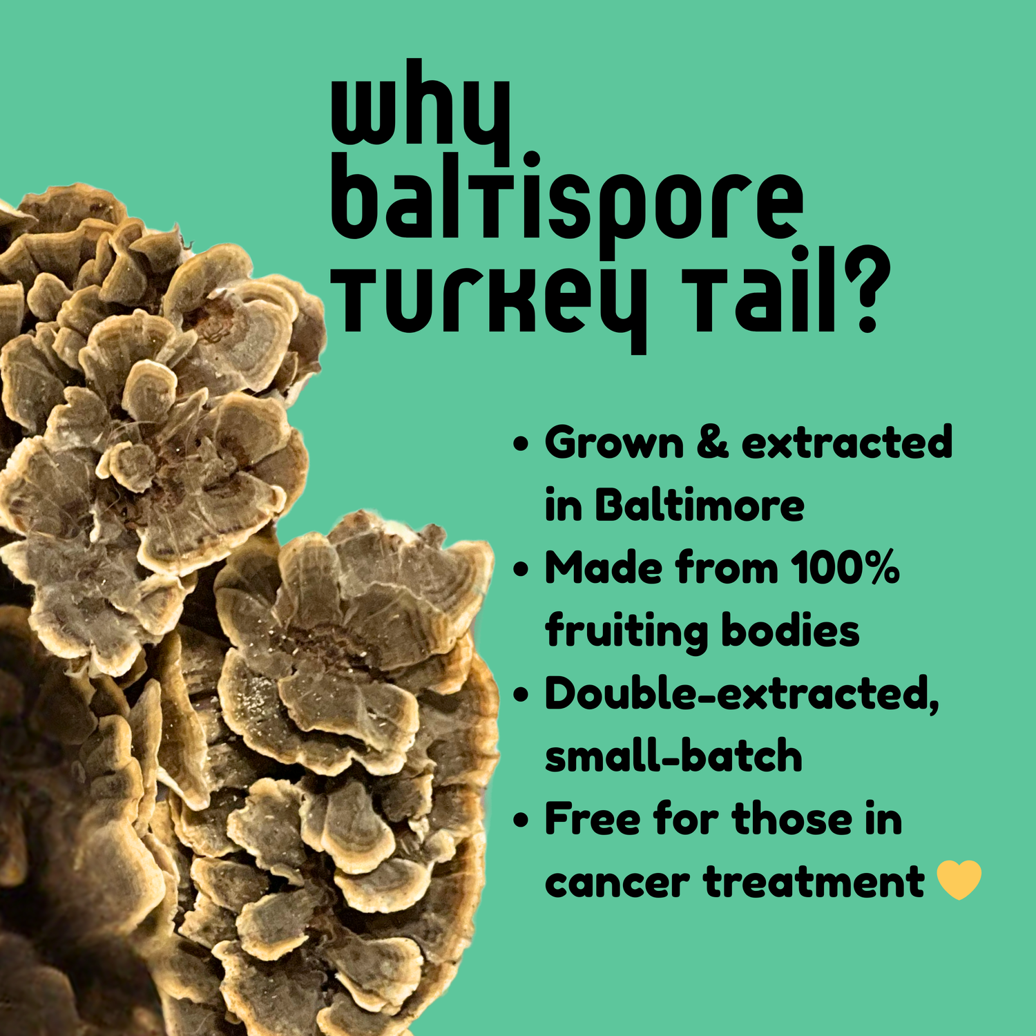 Turkey Tail Mushroom Tincture - My American Goods