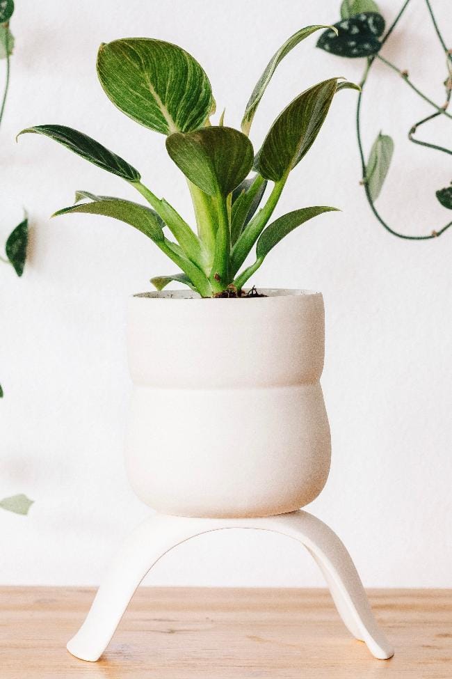 Carter + Rose Home &amp; Garden Large Wiggle Ceramic Footed Plant Pots