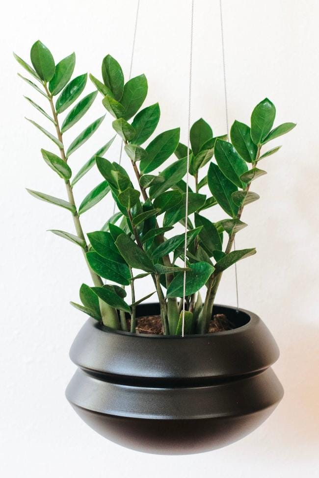 Carter + Rose Matte Black / Large Hanging Planter