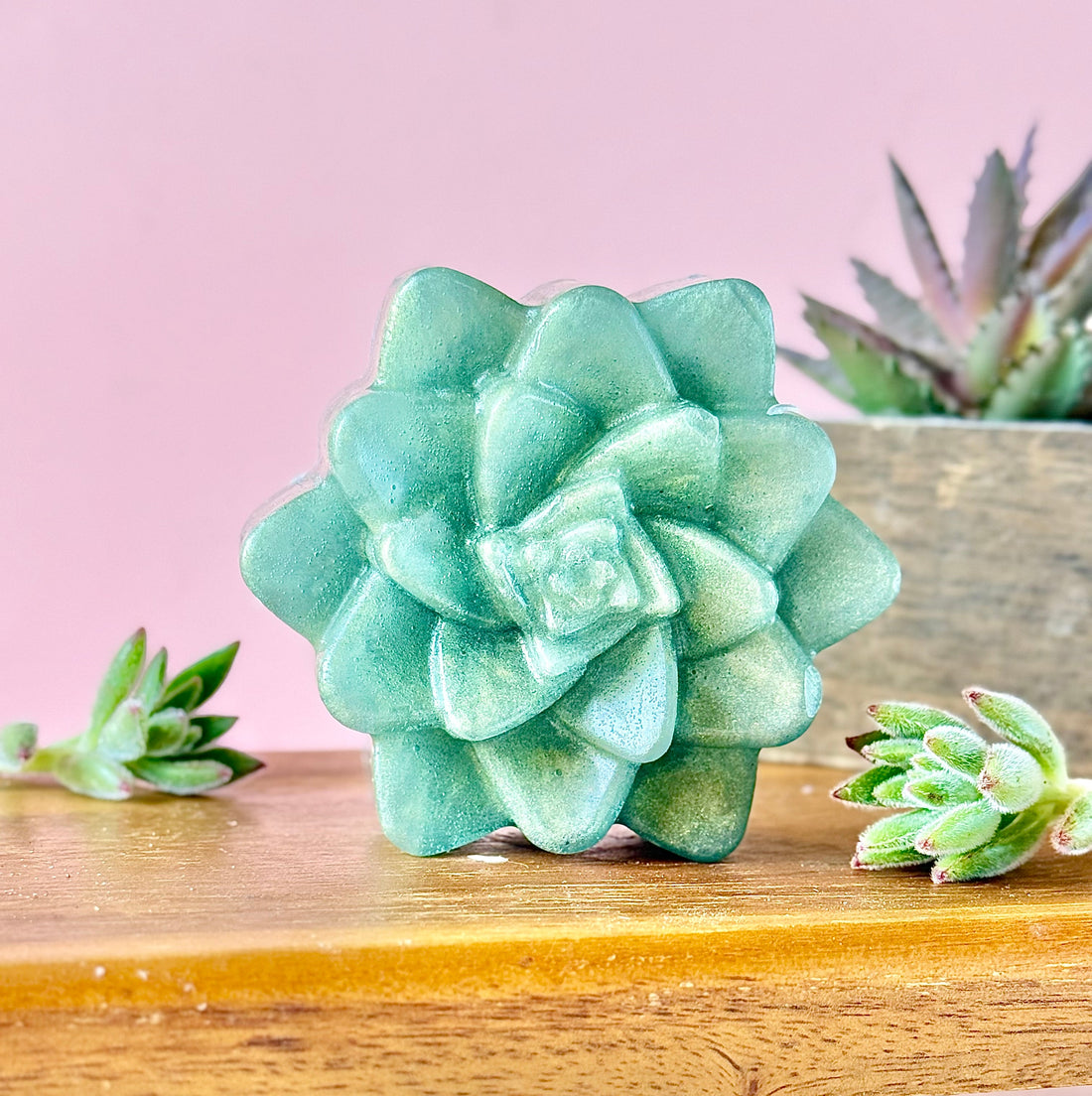 🌿 Evergreen Succulent – Vetiver &amp; Bergamot - My American Goods