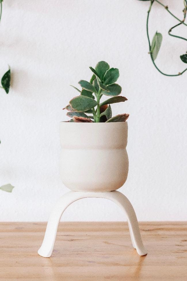 Carter + Rose Home &amp; Garden Small Wiggle Ceramic Footed Plant Pots