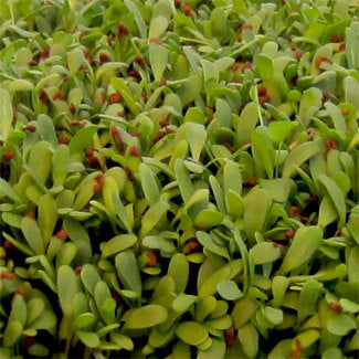 Alfalfa Microgreen Seeds