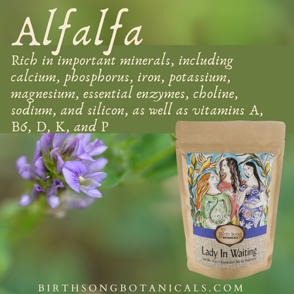 Lady in Waiting Herbal Pregnancy Tea Supports a Healthy Pregnancy* with Organic Red Raspberry Leaf 4 oz. - My American Goods