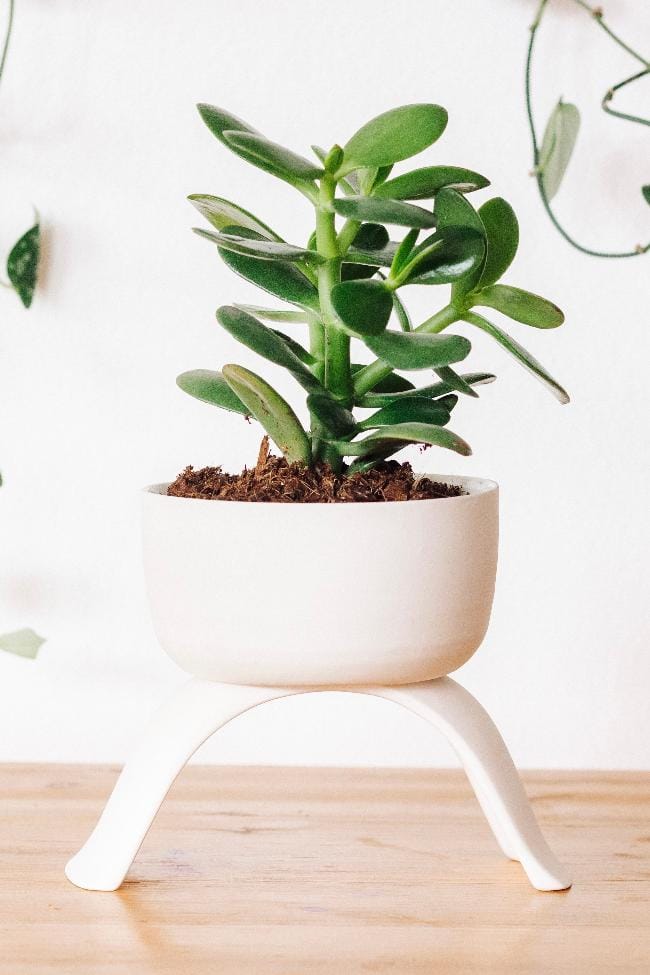 Carter + Rose Home &amp; Garden Large Shallow Ceramic Footed Plant Pots