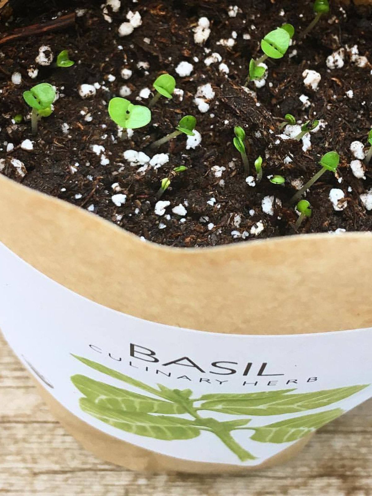 Garden in a Bag - Herbs - My American Goods